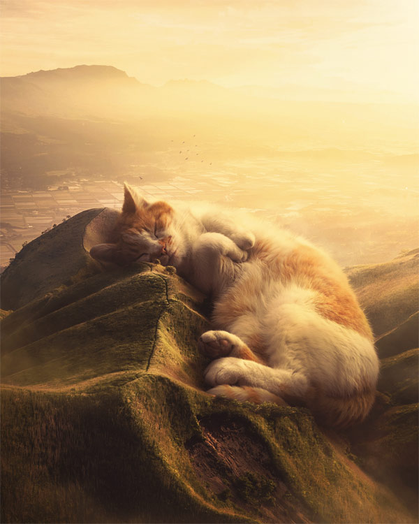 cat as landscape photo