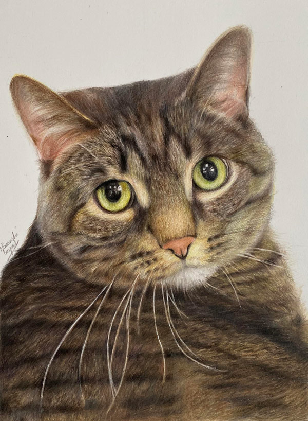 colored pencil artwork of grey tabby