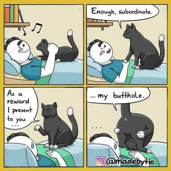 cat butthole comic
