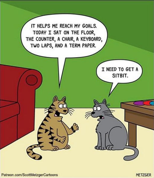 cats with fitbit cartoon