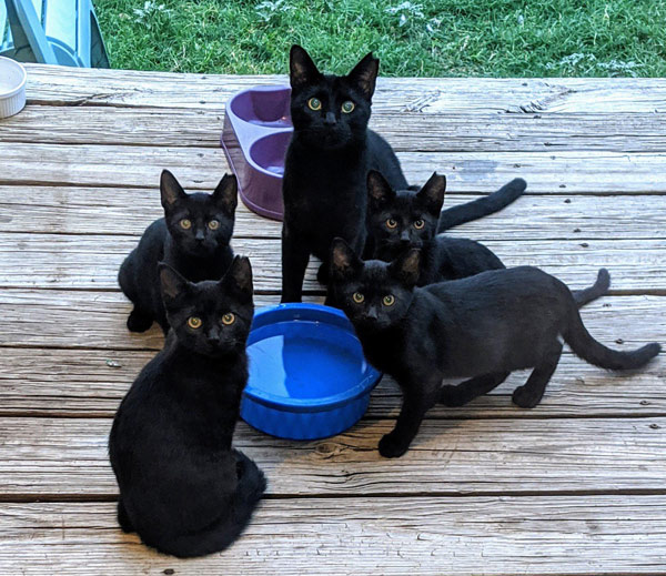 five beautiful black cats