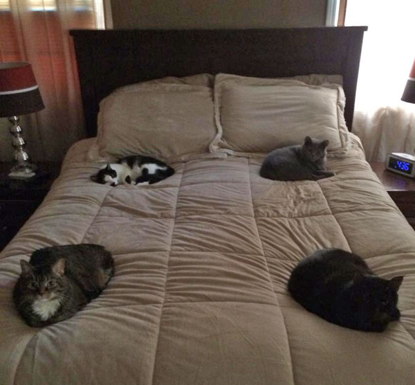four cats on a bed
