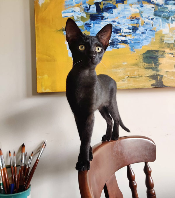 black cat on chair back