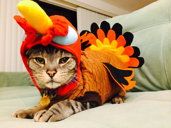 cat dressed as turkey
