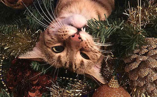 cat eating christmas tree branch
