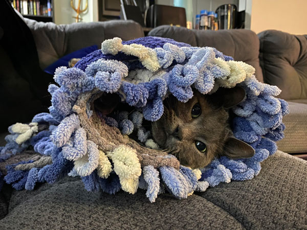 cat wrapped in fancy blanket