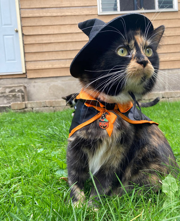 cat in witch costume