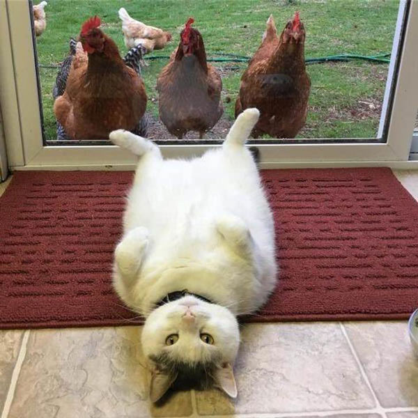 cat laying on back being perused by chickens