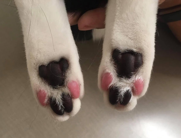 identical colored cat paws