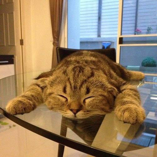 cat sleeping on glass table top