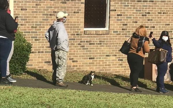 cat wiaiting in voting line