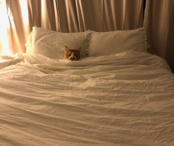 cat in big bed