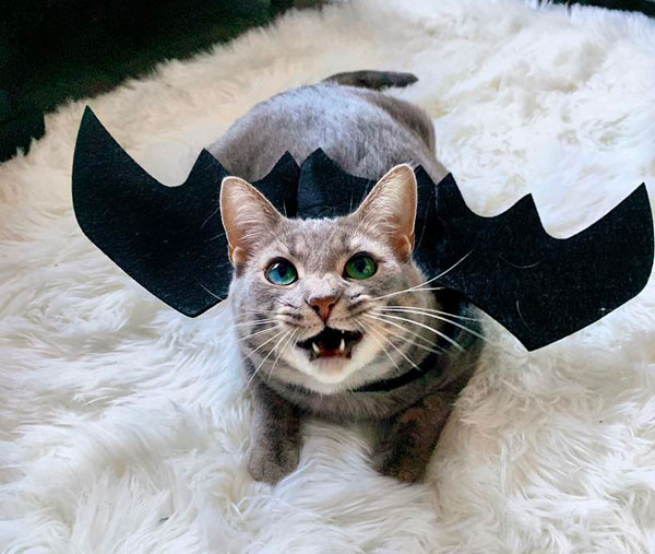 cat with bat wings