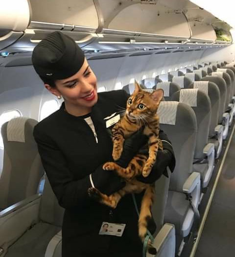 cat held by stewardess