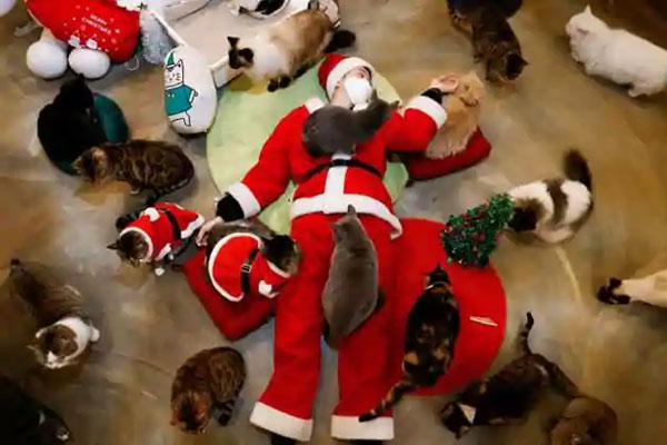 santa surrounded by cats