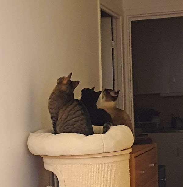 three cats looking at bug