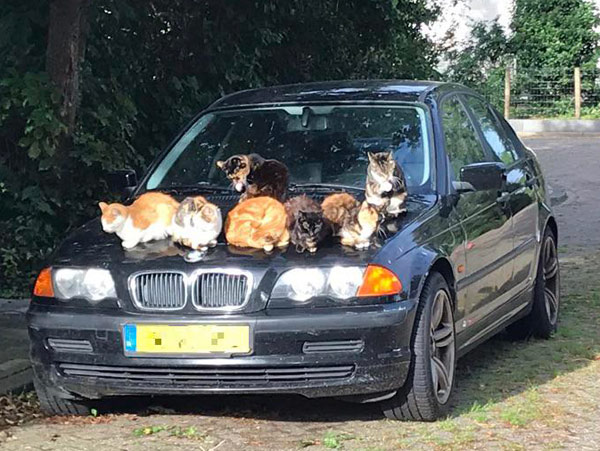seven cats on hood of bmw car