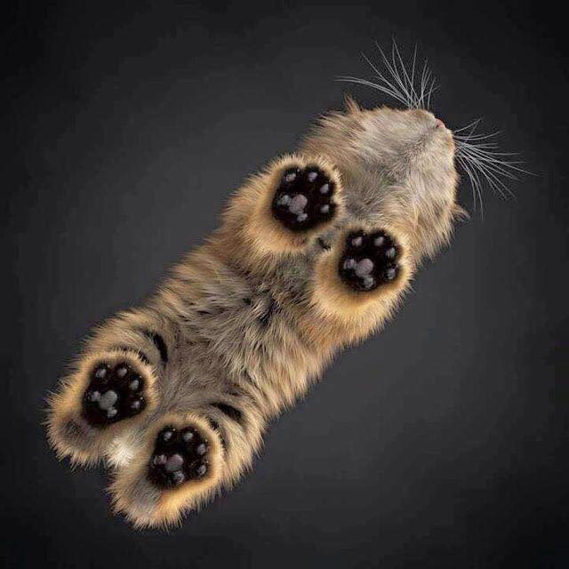cat standing on glass so you can see its beans