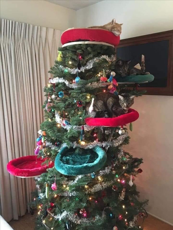 cats is katsmas tree