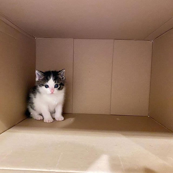 kitten in large box