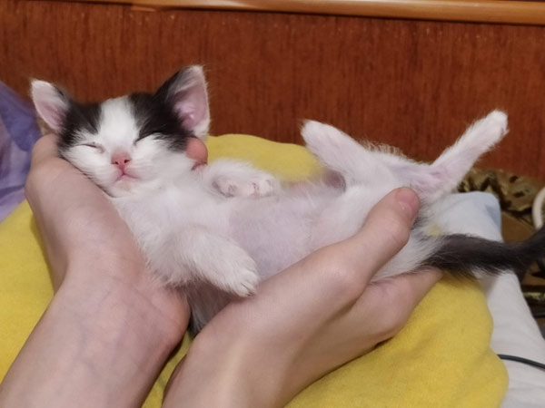 kitten asleep in hands