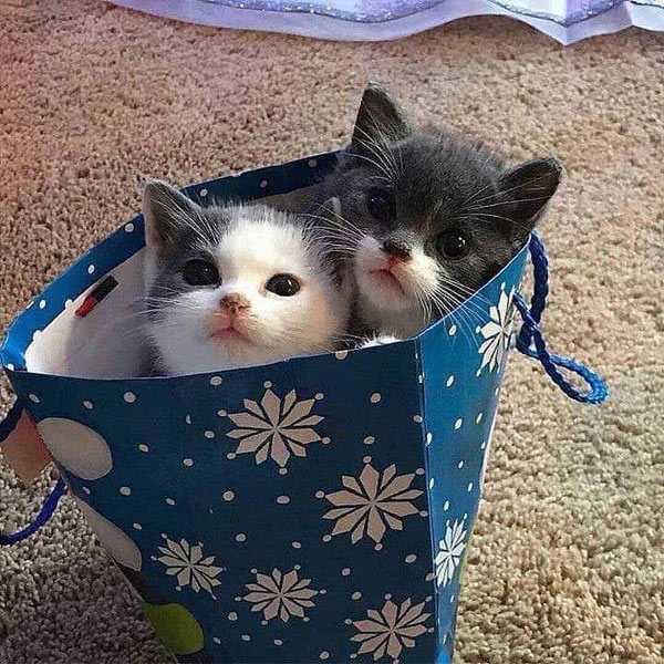 kittens in a gift bag