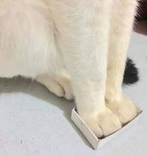 white cat with feet in tiny box