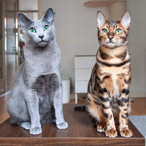 russian blue and bengal cats