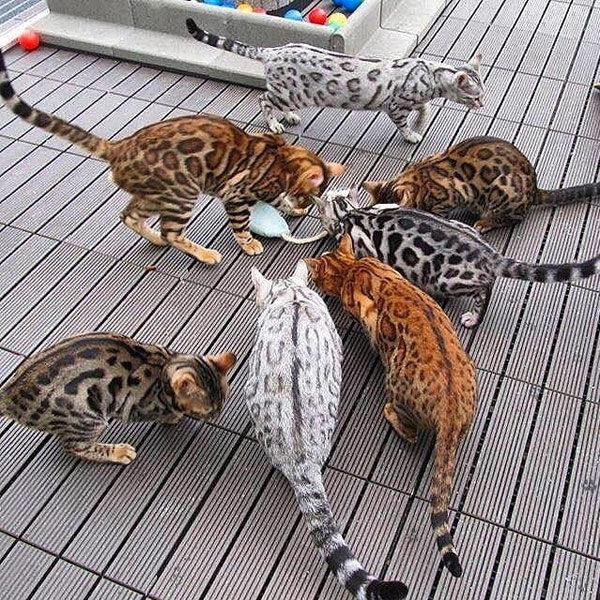 seven bengal cats