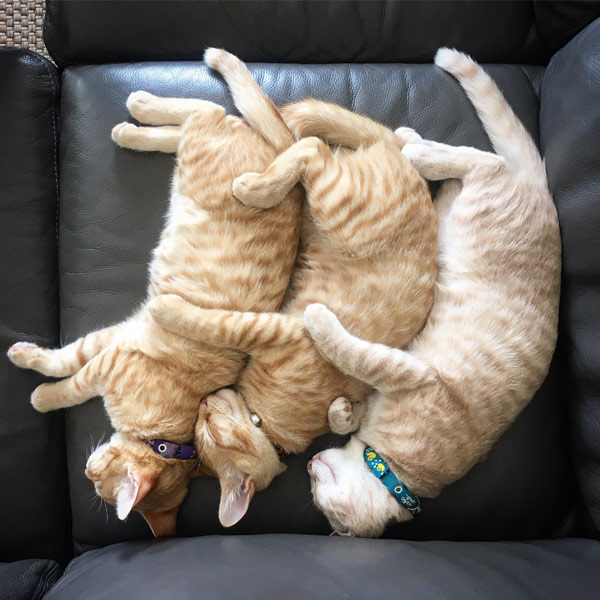 three cats sleeping close together