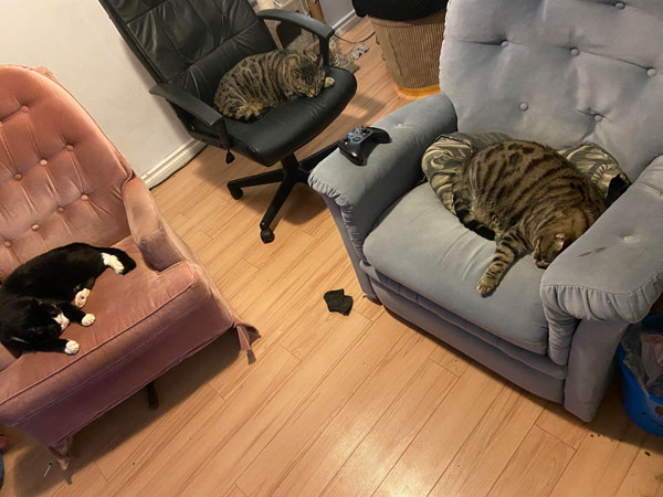 three cats in chairs