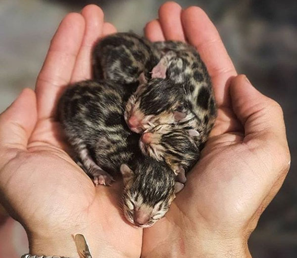 handfull of kittens