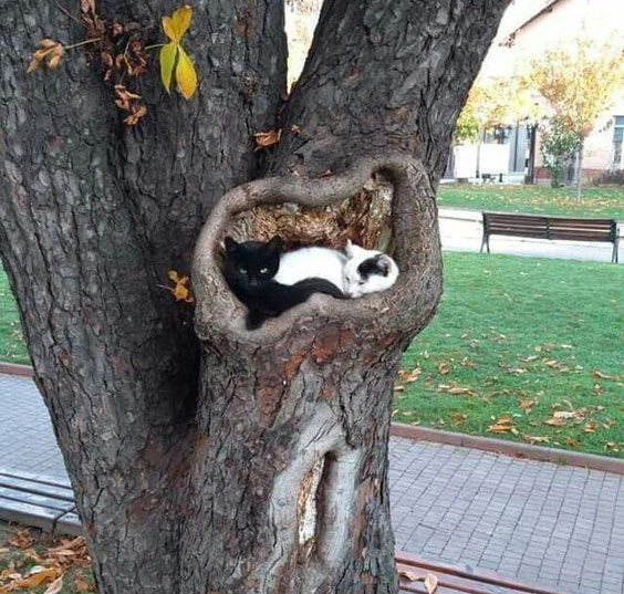 two cat sleeping in hole in tree