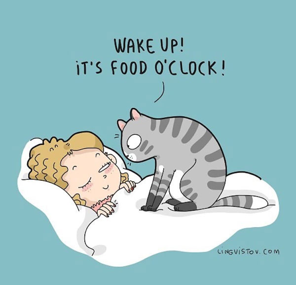 cat alarm clock cat