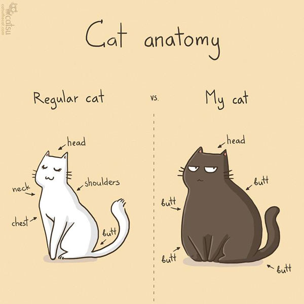 cat anatomy comic