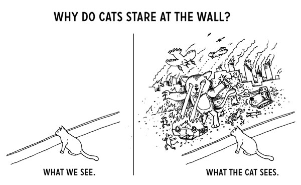 what cats see comic