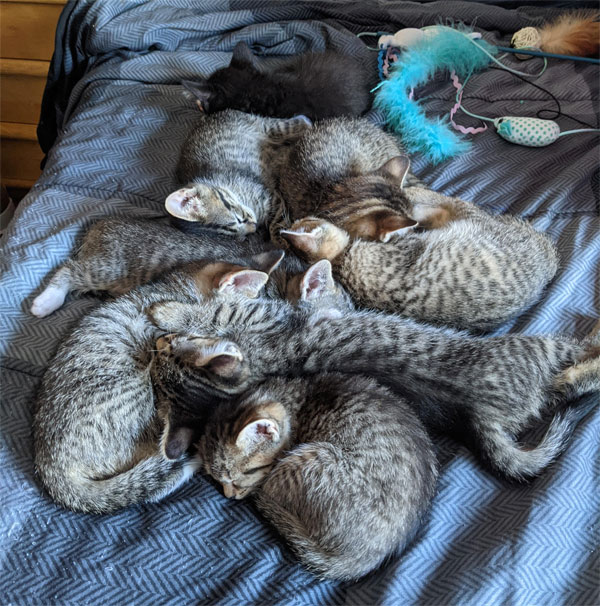 a pile of kittens