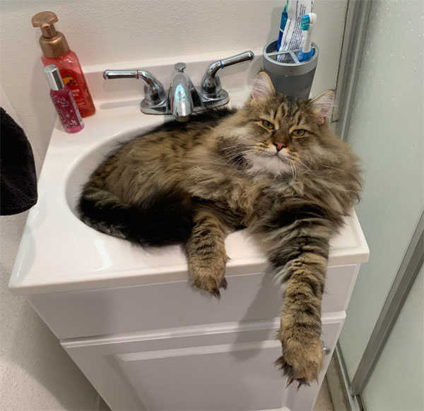 big cat in small sink