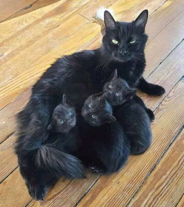 black cat and three kittens