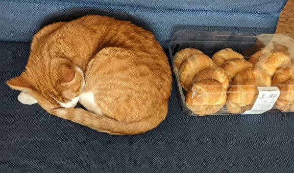 cat and croissants