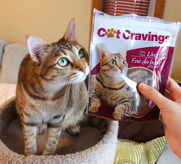 cat picture on cat food package