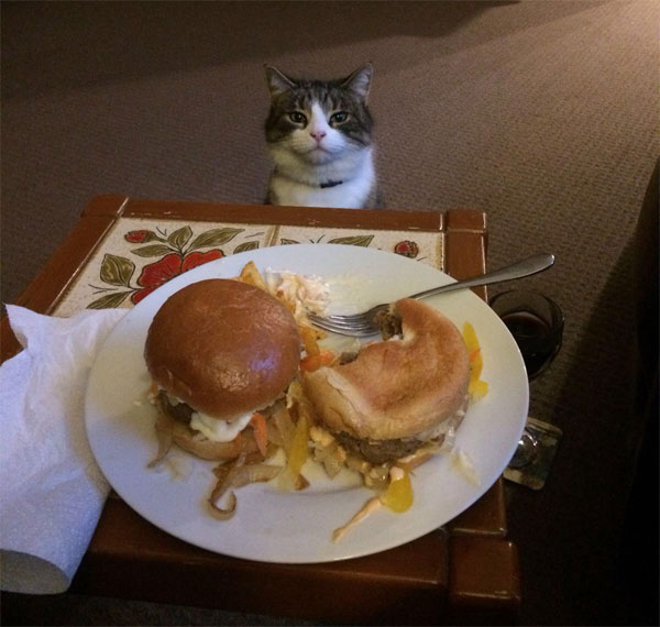 cat and hamburger