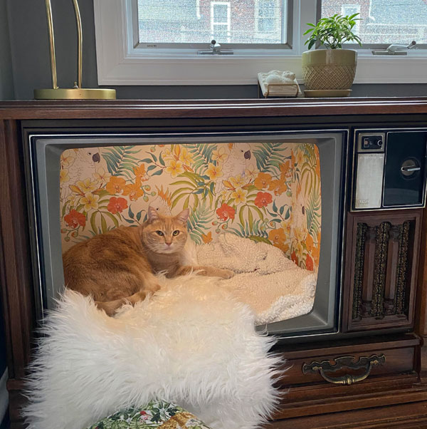 cat inside vintage TV