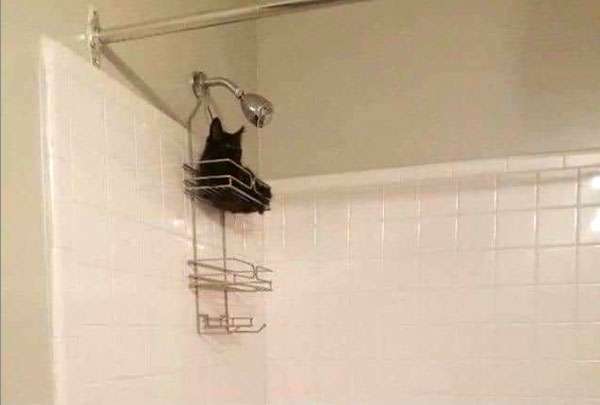 cat in shower basklet
