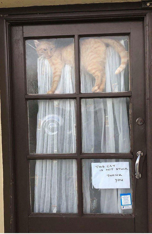 cat in window