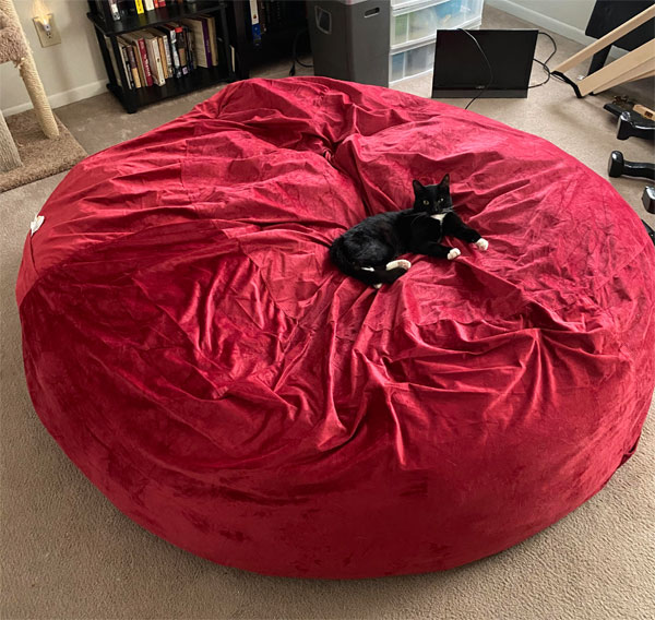 cat on giant red beanbag chair
