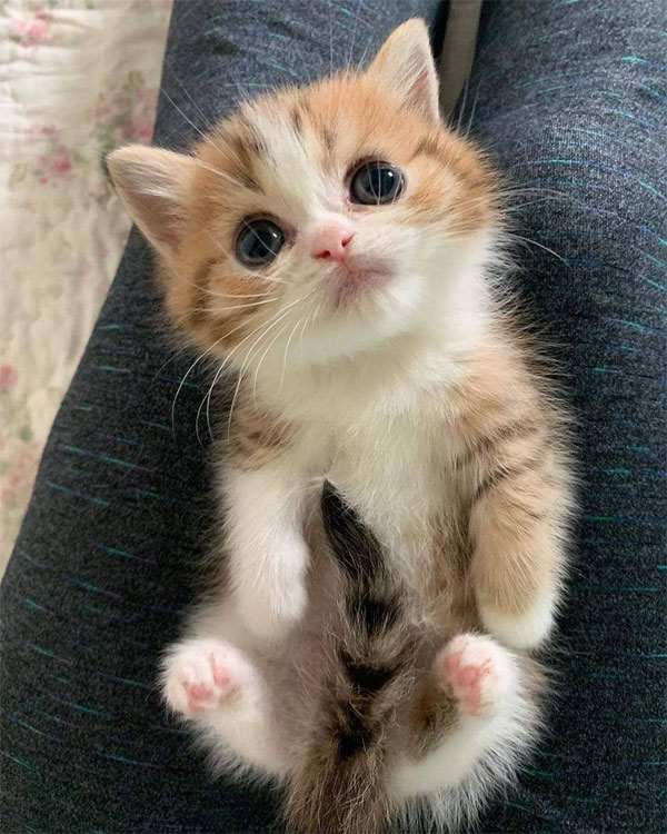 very cute kitten