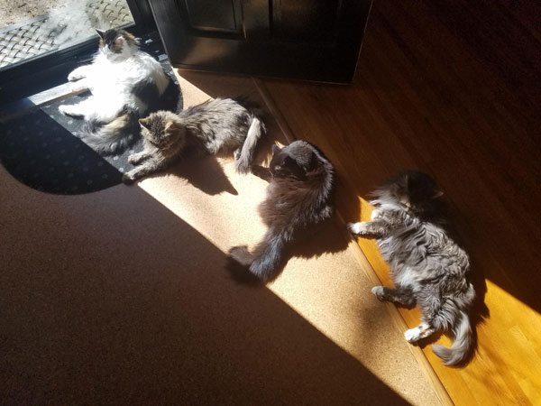 four cats lying in a sunbeam
