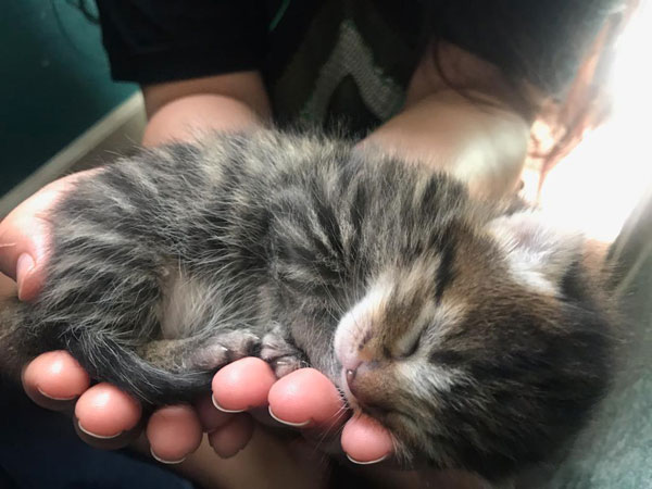 handfull of kitten