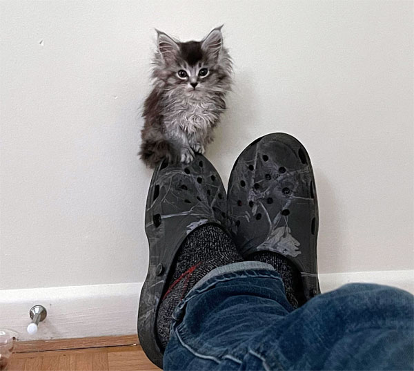 kitten sitting on toe of shoe